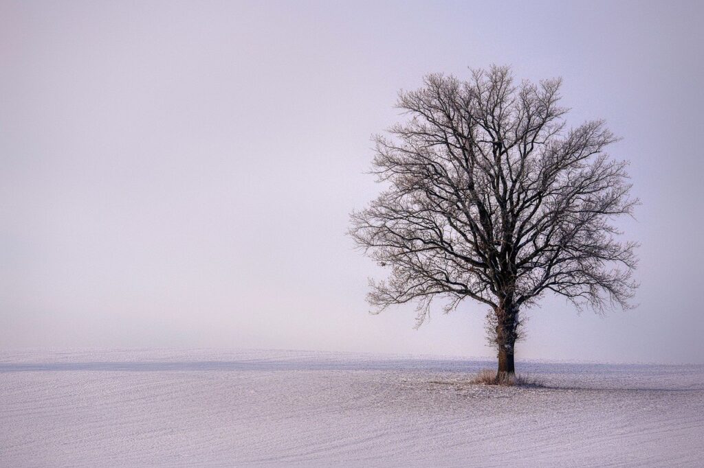 snow, winter, tree-7658489.jpg